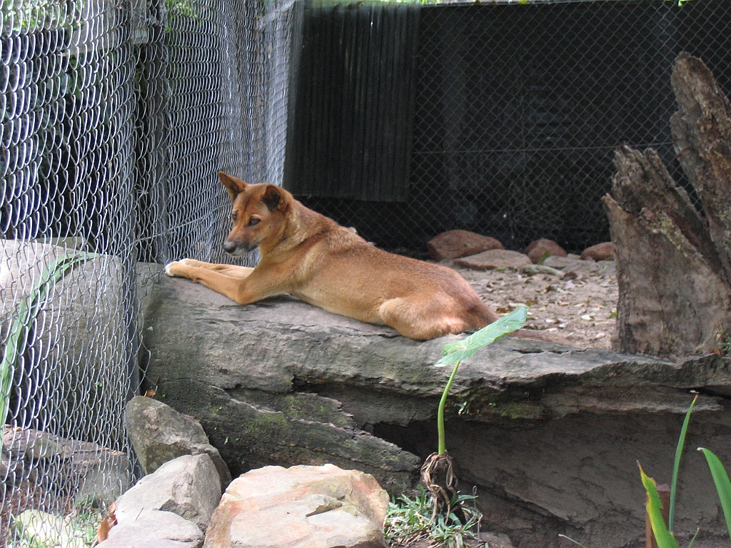 CairnsTC209 Cairns Tropical Zoo.jpg